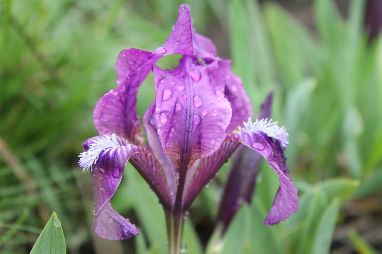 Spring Flower Dew Free Photo On Pixabay Pixabay Spring Flower Dew Free Photo On Pixabay Pixabay