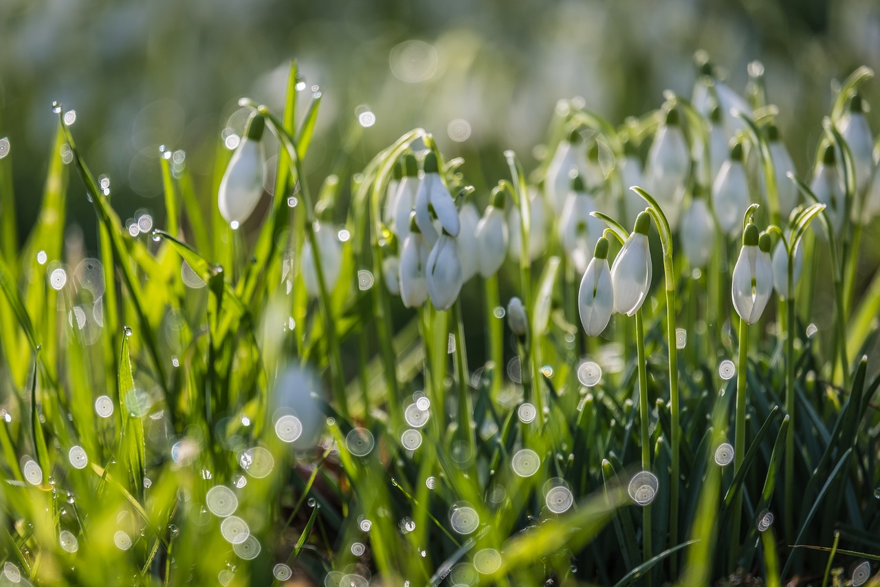snowdrop, flower wallpaper, backlighting, blossoms, spring flower, plant, galanthus, amaryllidaceae, beautiful flowers, little snowdrop, galanthus nivalis, closed flower, flower, flower background, white, spring, early spring, bulb plant, flora, nature