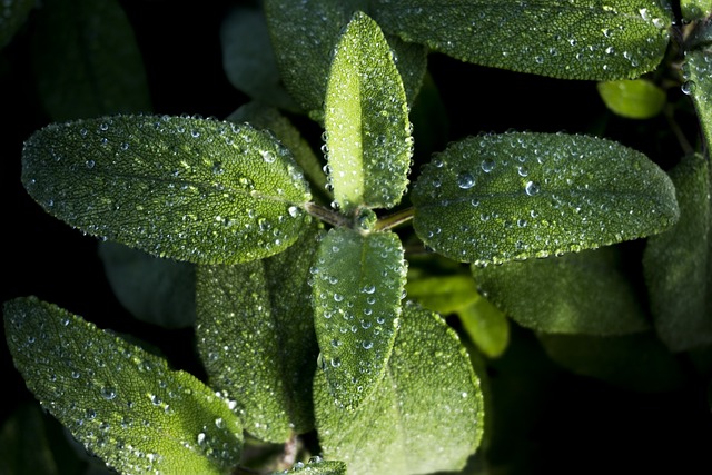 Free Plants Nature photo and picture