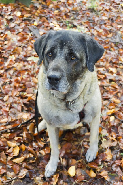 Free Dog Pet photo and picture