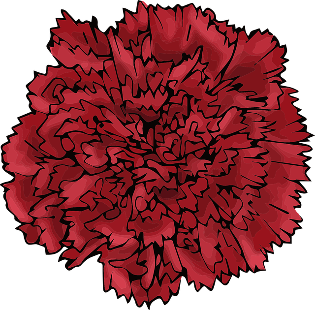 Rot, Blume, Nelke, Liebe, Valentinstag