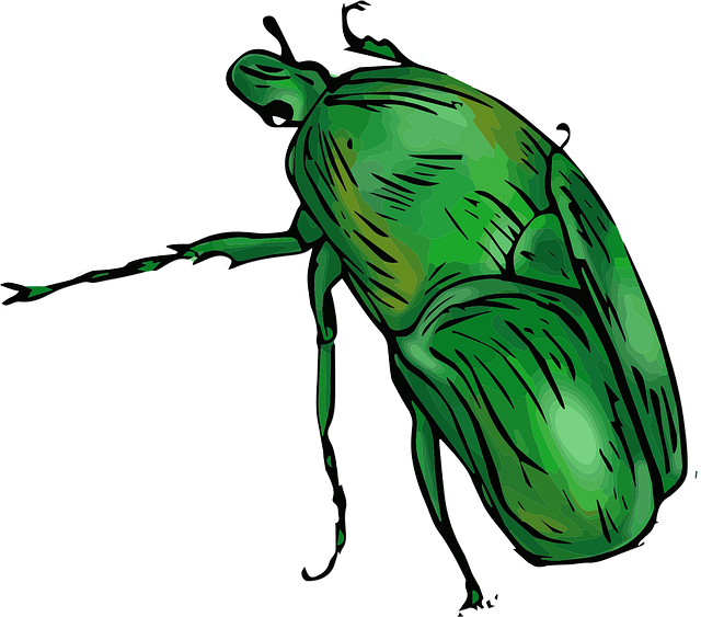 Free Green Beetle vector and picture