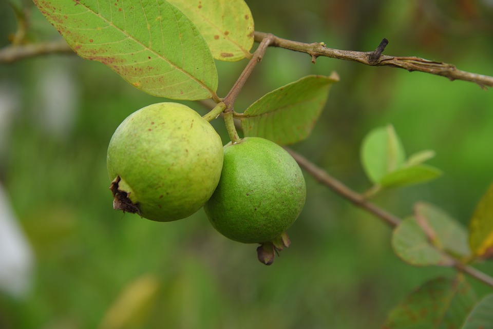 guava leaves benefits for hair guava leaves benefits for hair