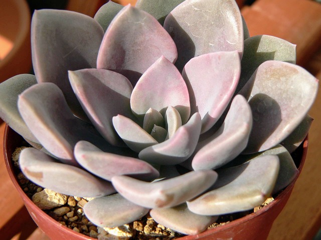 Free Beautiful Botanic photo and picture