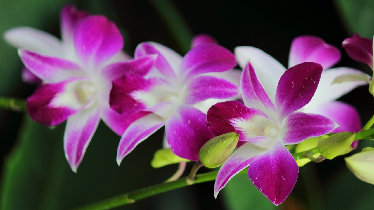 兰花 开花 花园 - Pixabay上的免费照片 - Pixabay