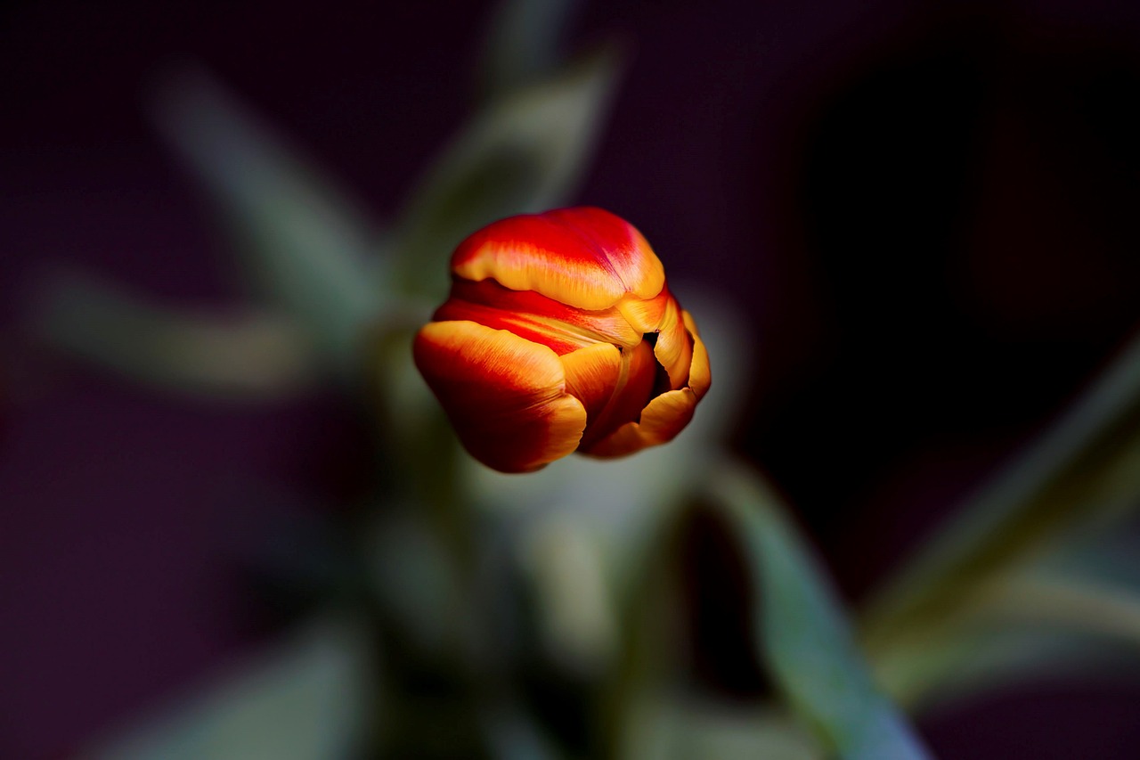 Blossom Bloom Bud - Free photo on Pixabay - Pixabay