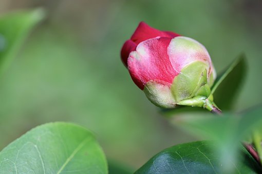 9 多张免费的 茶花花蕾 和 茶花 照片