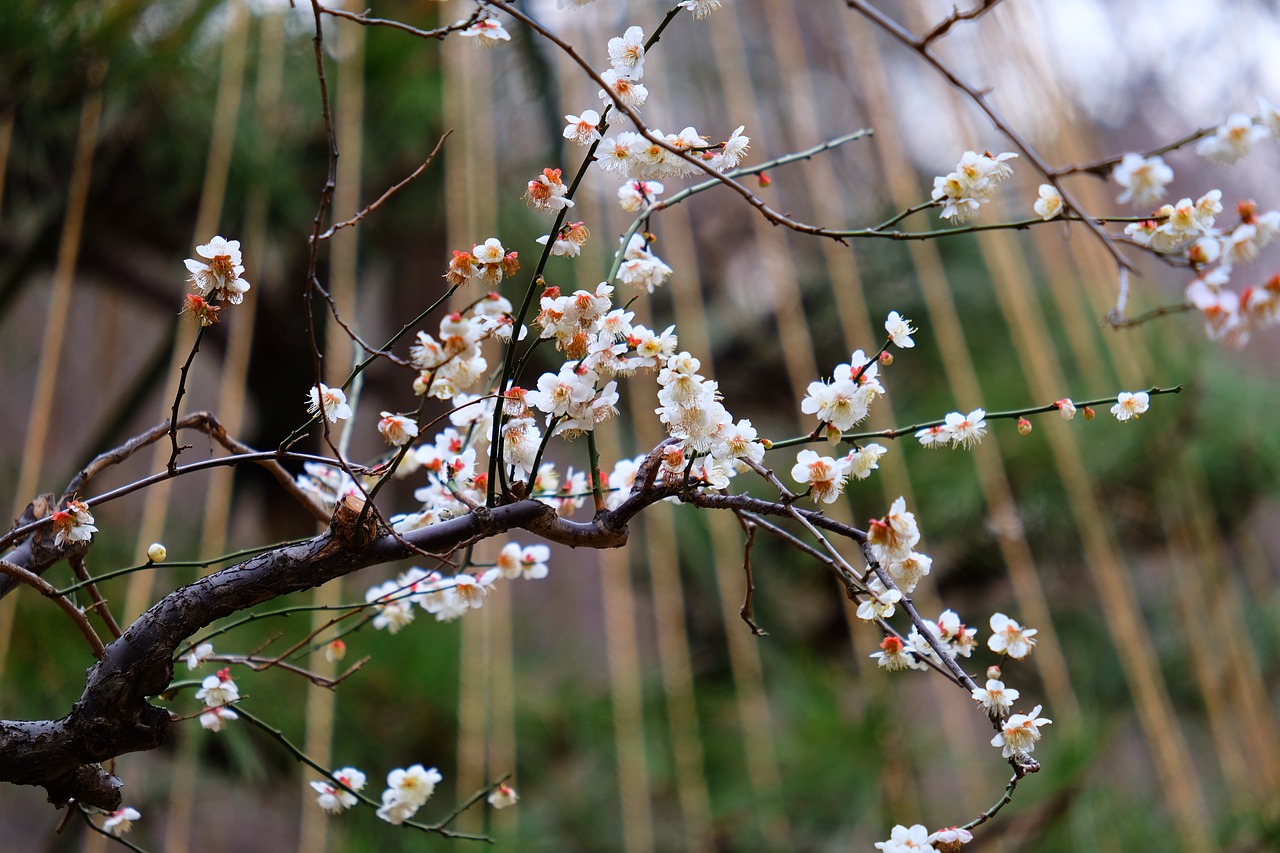 梅花 树 公园 - Pixabay上的免费照片 - Pixabay