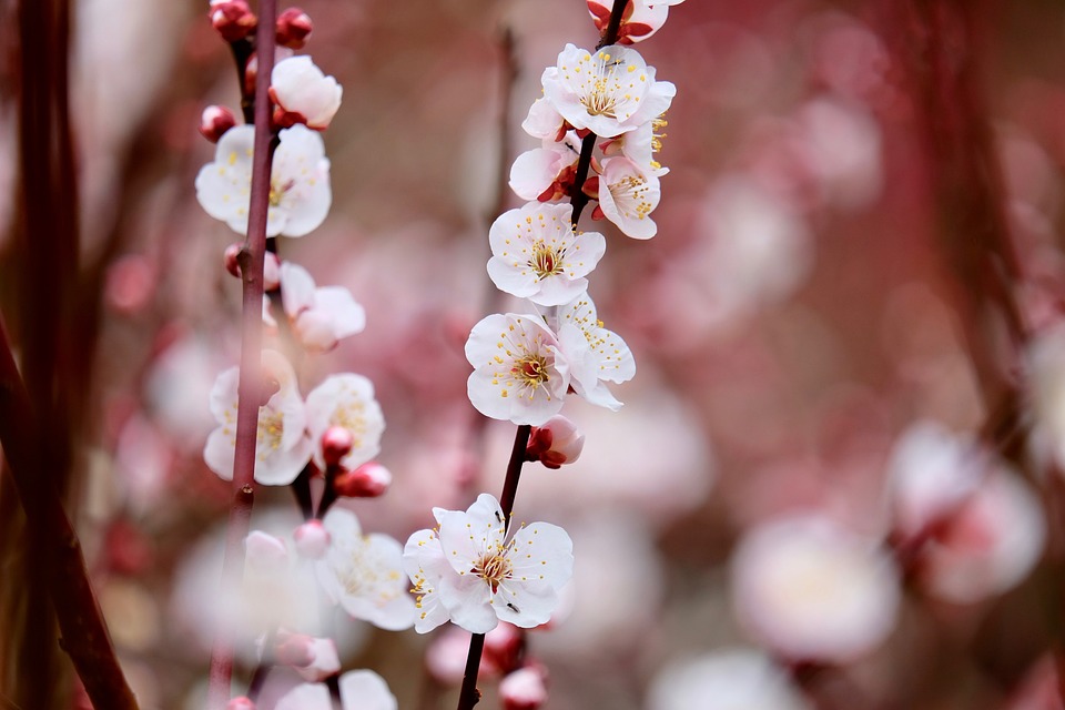 梅树 梅花 开花 - Pixabay上的免费照片 - Pixabay