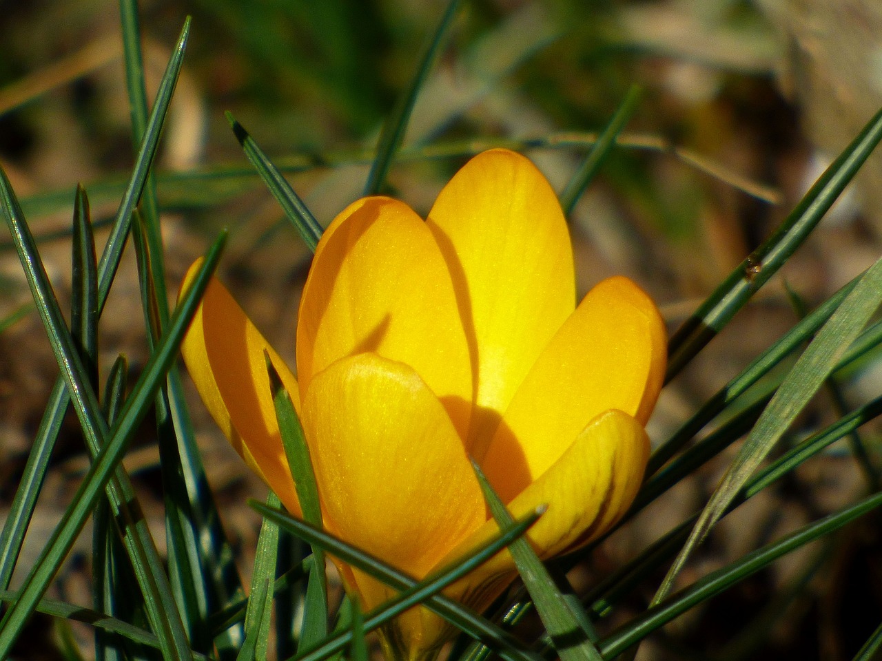 Crocus Flower Nature Free photo on Pixabay Pixabay