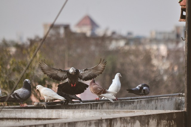 Pássaro, Pombo, Voe, Pomba, Paz, Asas