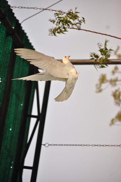 Pombo, Voe, Pássaro, Natureza, Pomba
