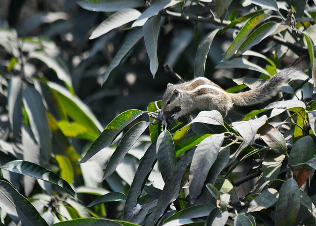 Esquilo, Animal, Árvore, Natureza