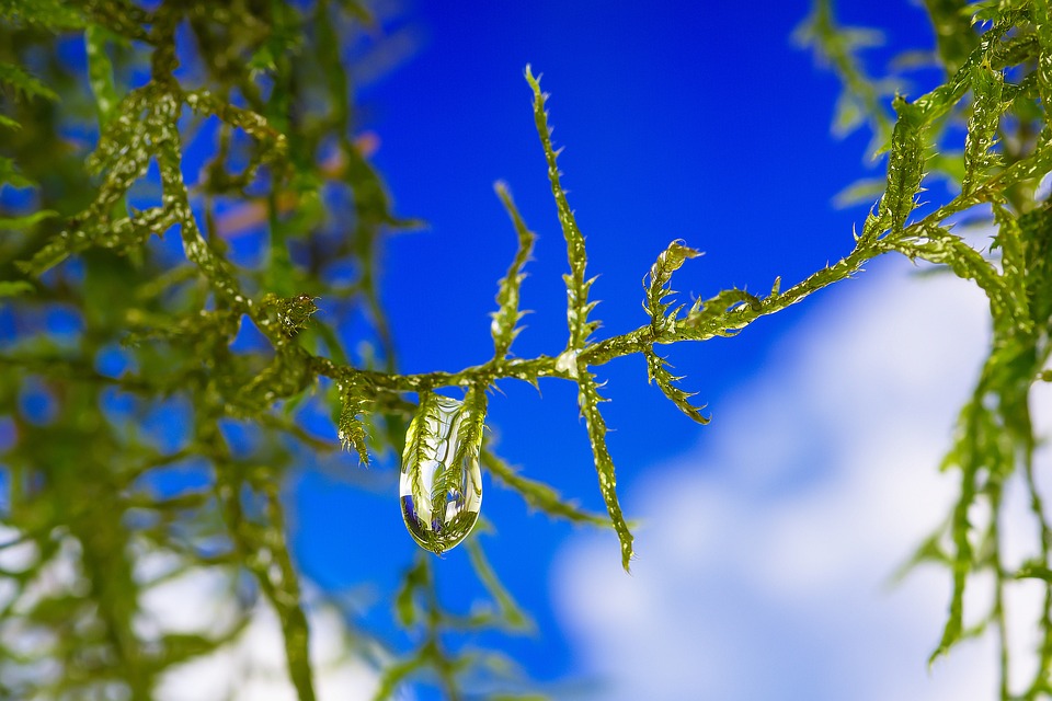 Goutte D'Eau Mousse Arbre - Photo gratuite sur Pixabay