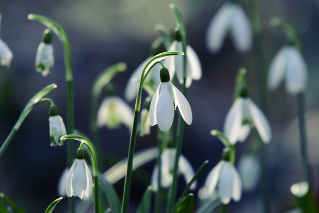 Download free HD stock image of Snowdrop Flower Free Snowdrop Flower photo and picture