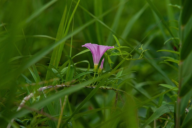 Free Wild Flower Pink photo and picture