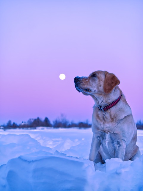 Free Dog Animal photo and picture