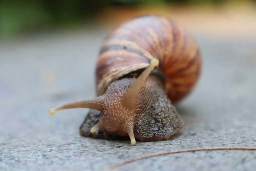 Free Snail Slimy photo and picture