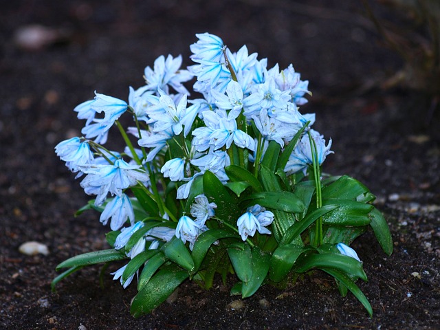 Free Flower Spring photo and picture