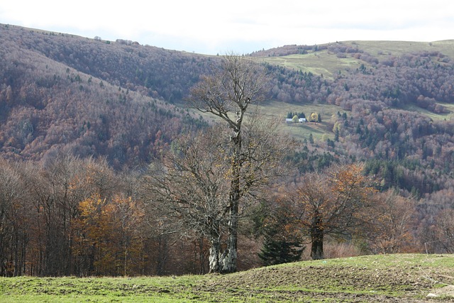 Free Elsass Herbst photo and picture