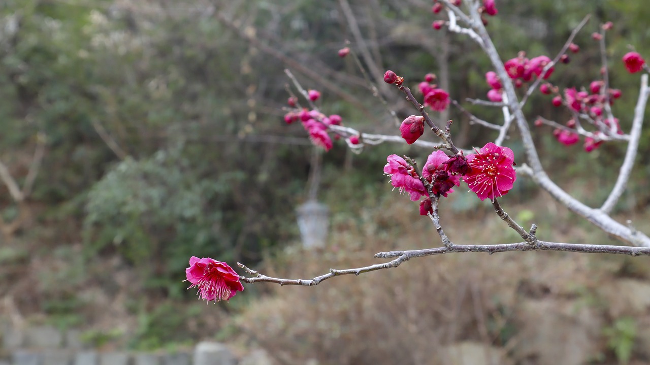 杏 红杏花 树 - Pixabay上的免费照片 - Pixabay