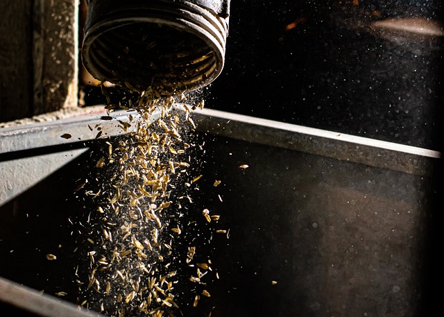 Free Agricultural Oats photo and picture