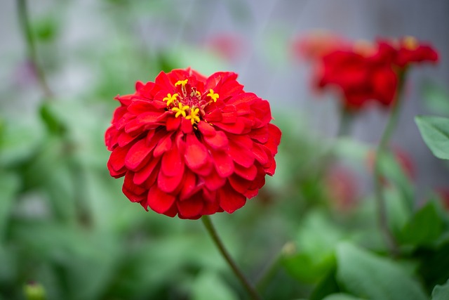 Free Flower Nature photo and picture