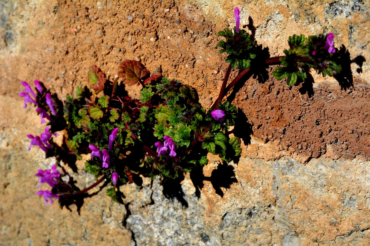 Flower - free online jigsaw puzzle photo