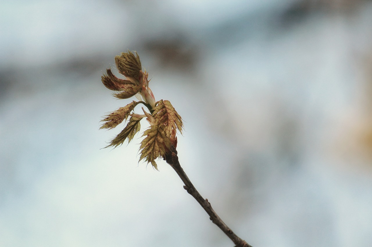 Spring Branch Blossom - Free photo on Pixabay - Pixabay