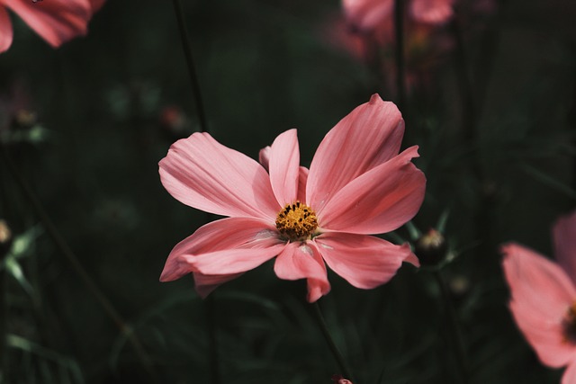 Kosmos, Blumen Hintergrund, Blumen
