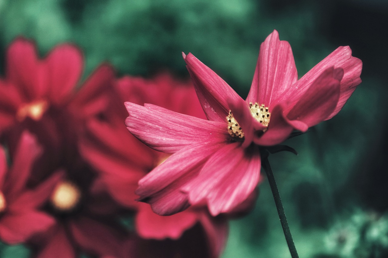 Kosmeen - free online jigsaw puzzle photo