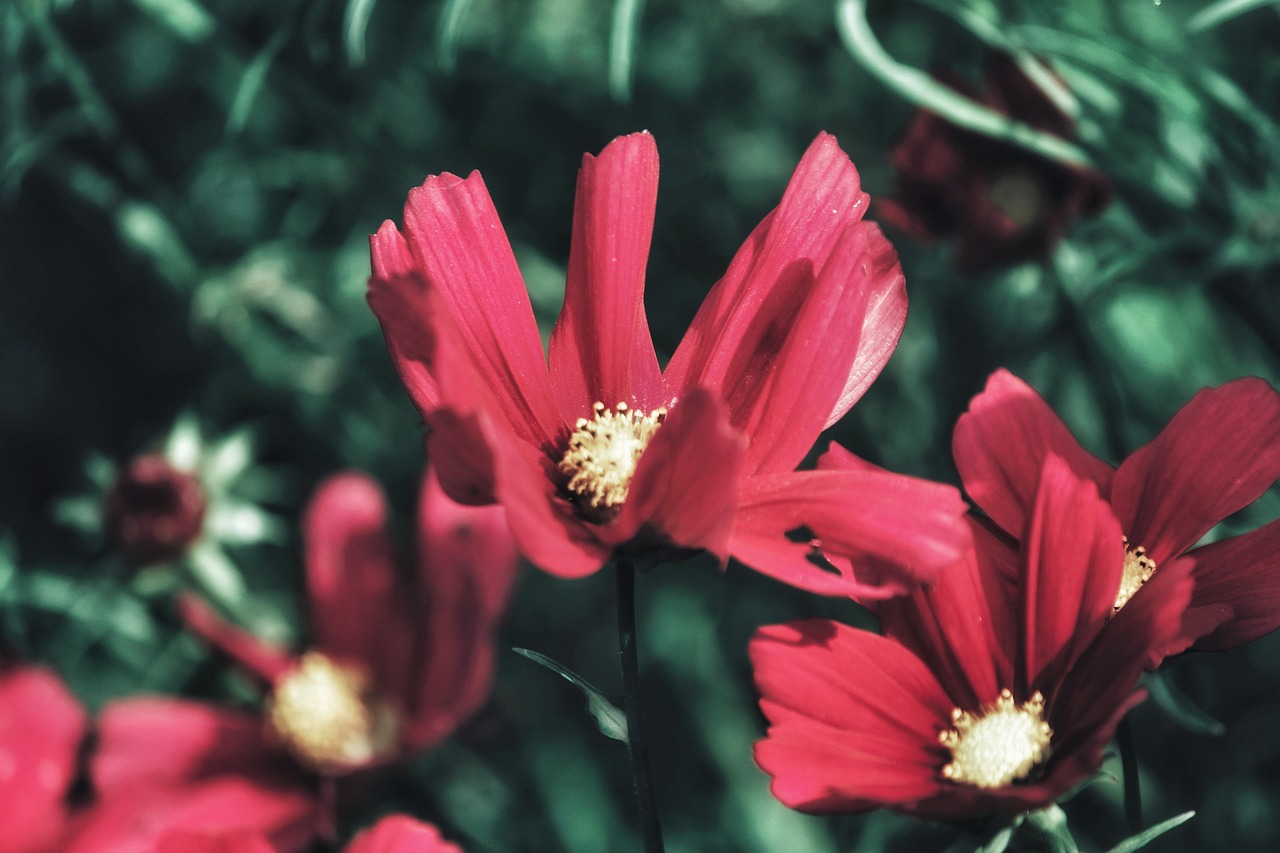 Kosmeen - free online jigsaw puzzle photo