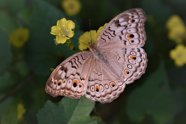 Free Butterfly Natural Scene photo and picture