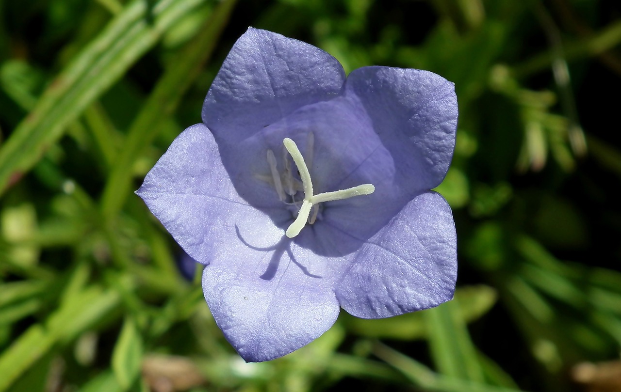 Falwar Roz Rozwar 花 性质 - Pixabay上的免费照片 - Pixabay