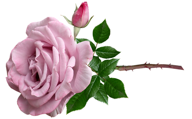 Free flower mauve rose illustration