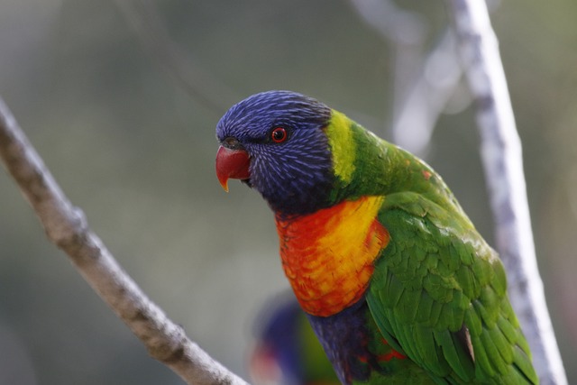Free Rainbow Lorikeet Bird photo and picture