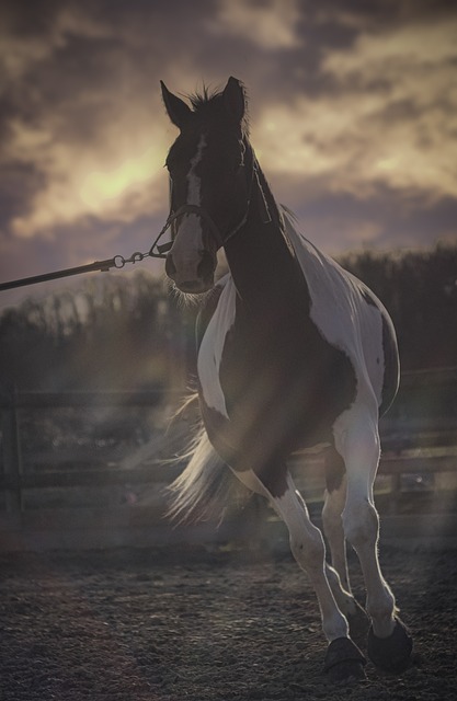 Free Horse Cloud photo and picture