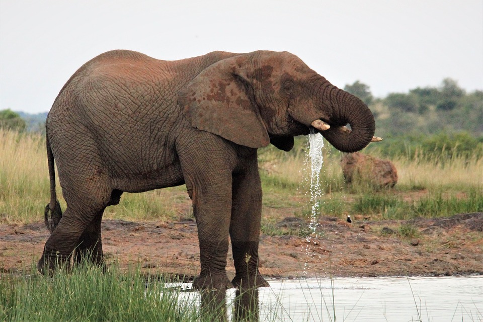 Elefante Africano Água Potável Foto gratuita no Pixabay Pixabay