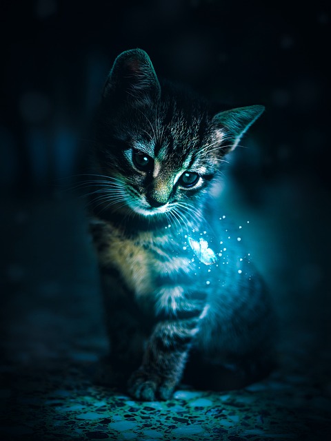 Free Cat Pet photo and picture