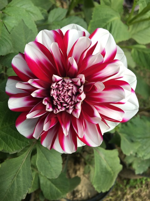 Free Flowers Blossom photo and picture