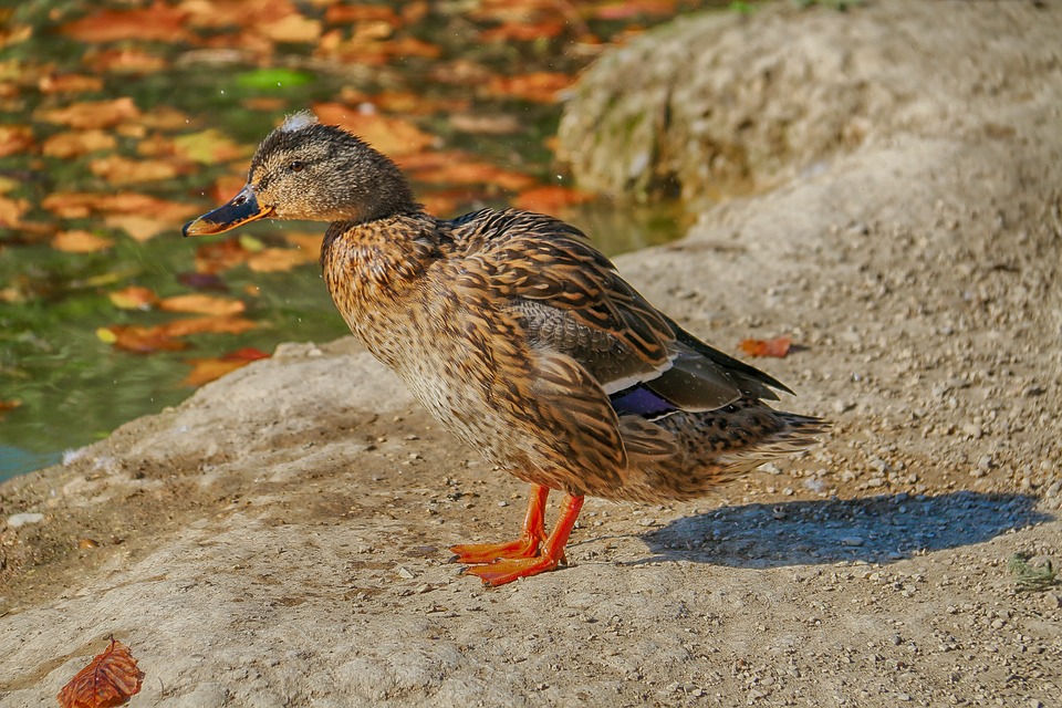 Ente Herbst Natur - Kostenloses Foto auf Pixabay - Pixabay