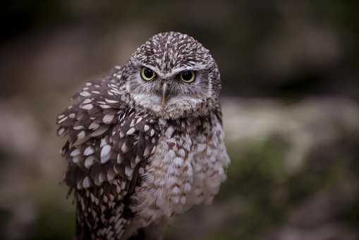 Grave, Kanin-Owl, Ugle, Fjærdrakt