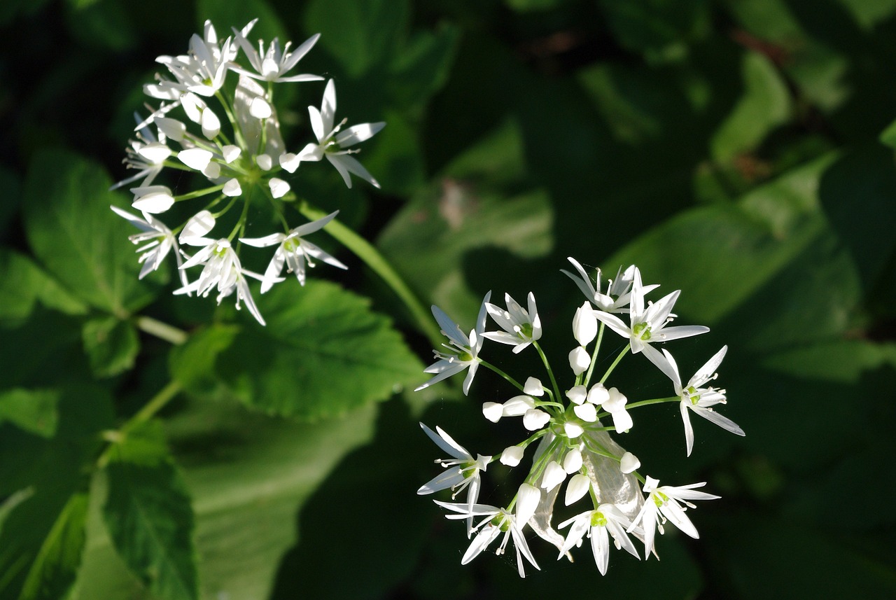 野蒜 春天 开花特写 - Pixabay上的免费照片 - Pixabay