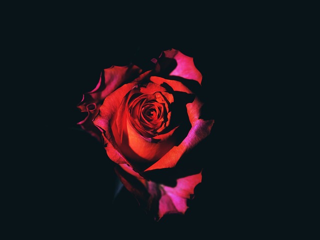 Rosa, Flor, Amor