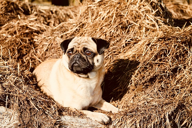 Free Dog Pug photo and picture