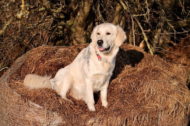 Free Golden Retriever Dog photo and picture