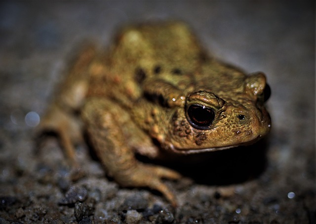 Free Toad Frog photo and picture