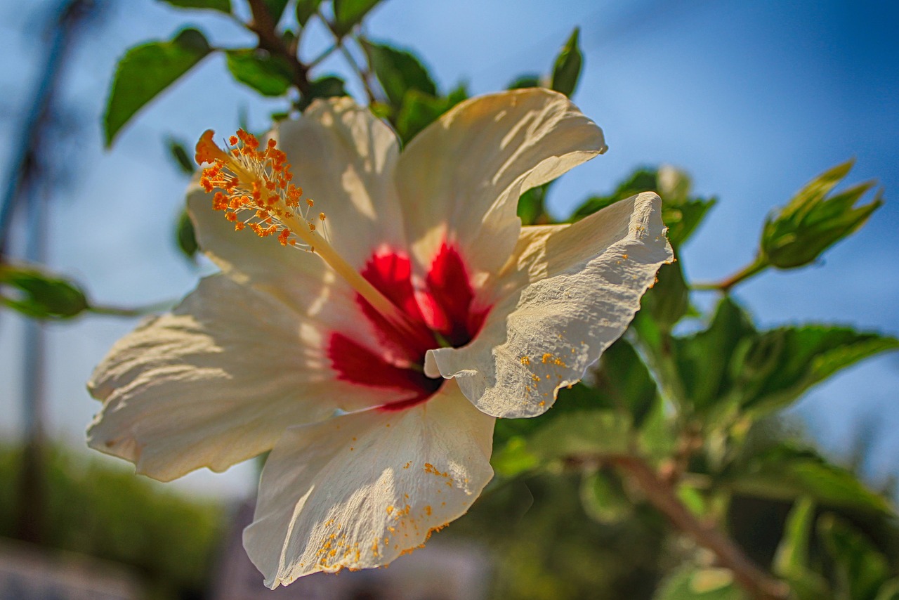Page 3 - 4,000+ Free Hibiscus & Flower Images - Pixabay