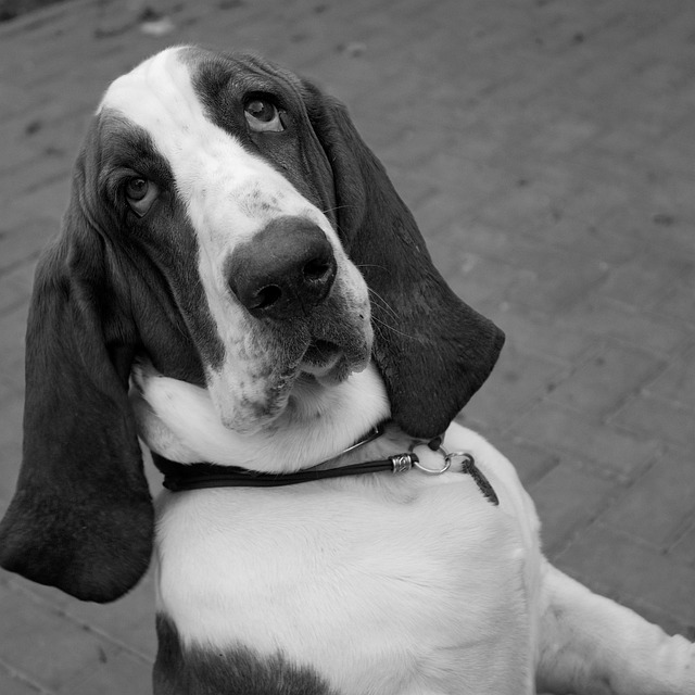 สุนัข, ภาพ, ที่ Basset ย์, ลูกสุนัข, หู