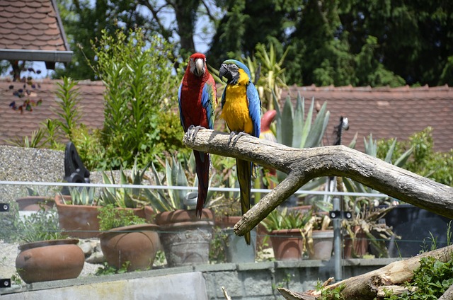 Free Parrot Bird photo and picture